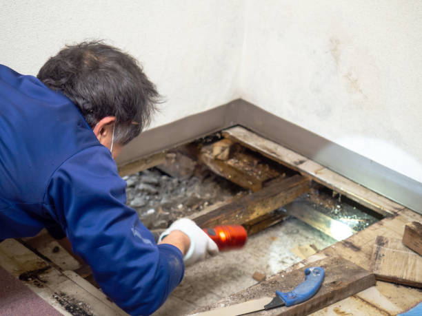Best Mold Remediation  in Fkville, AL