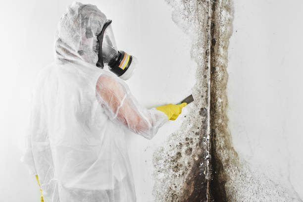 Trusted Falkville, AL Mold Removal Experts