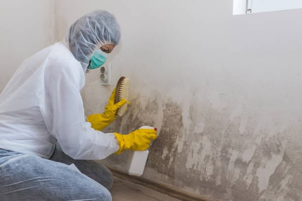 Best Office Mold Removal Services  in Fkville, AL