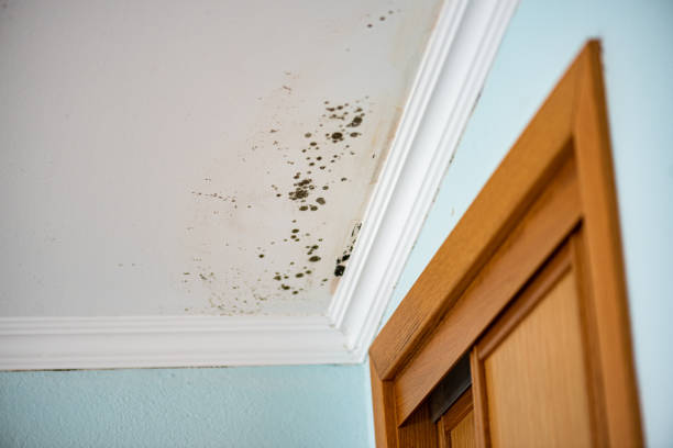 Best Black Mold Removal  in Fkville, AL