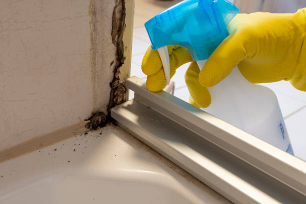Best Mold Testing  in Fkville, AL