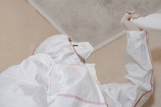 Best Local Mold Removal Service  in Fkville, AL