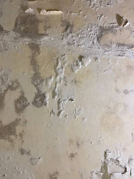 Best Emergency Mold Removal  in Fkville, AL