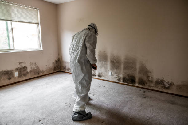 Best Professional Mold Removal  in Fkville, AL