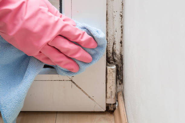 Best Crawl Space Mold Removal  in Fkville, AL