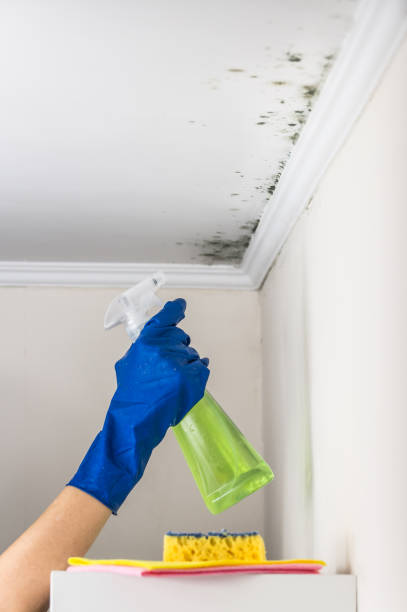 Best Mold Cleaning Services  in Fkville, AL