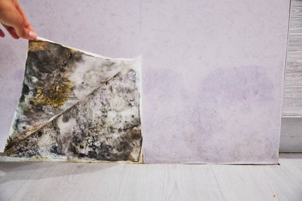Certified Mold Removal in Falkville, AL